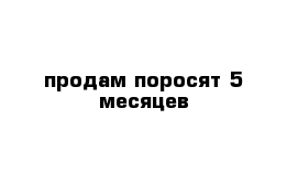 продам поросят 5 месяцев